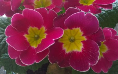 Kaikki on vinkisin vonksin…