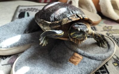 Mitkä ovat sinun vahvuuksiasi?